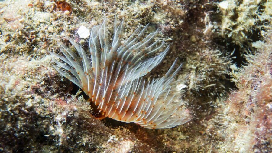 Alanya: 2 Guided Scuba Dives with Lunch and Hotel Transfers - No Scuba Certification Needed: What the Instructor Coaching Actually Feels Like