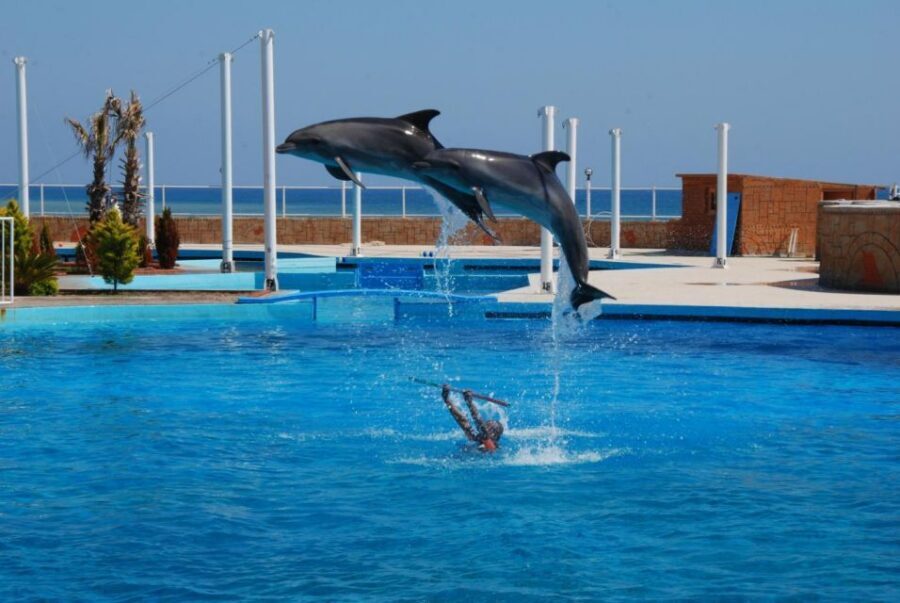 Alanya: Dolphin and Seal Show Ticket with Hotel Transfers - Time, Timing, and How This Fits Your Alanya Day