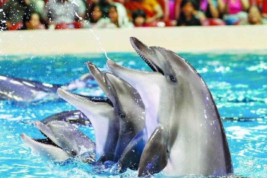 Alanya: Dolphin and Seal Show Ticket with Hotel Transfers - The Show Flow: Dolphins First, Then Seals Taking the Stage