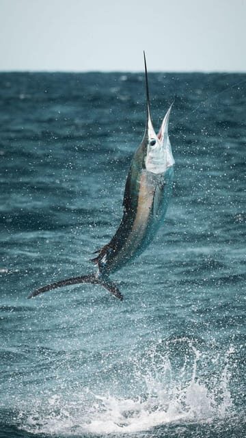 Alanya: Fishing Tour with Equipment and Lunch - Lunch on the water: soft drinks and the fish-to-plate idea
