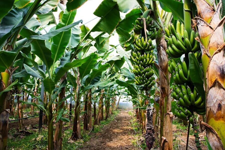 Alanya: Sapadere Canyon Walk & Dim Cave with Dim River Lunch - Dim River National Park Lunch Stop: Where the Day Feels Like a Vacation
