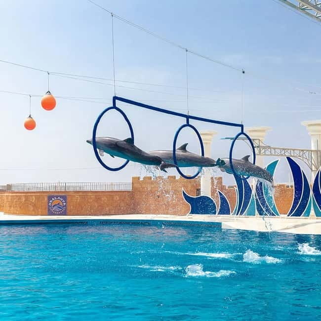 Alanya: Sealanya Dolphinpark Dolphin Show Tour - Sealanya Dolphinpark Dolphin Show Tour in Alanya: what you’re really buying