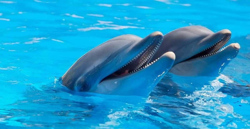 Alanya: Sealanya Dolphinpark Dolphin Show Tour - Getting seated fast: the C-shaped tribune advantage