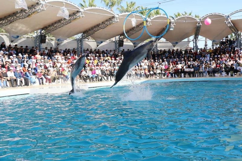 Alanya: Sealanya Dolphinpark Dolphin Show Tour - “Fun for the whole family” and the real pacing of the park