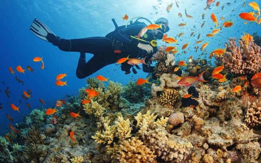 Alanya:Scuba Diving Boat Trip with Lunch and Transfer - Hotel pickup and the coach ride to the water