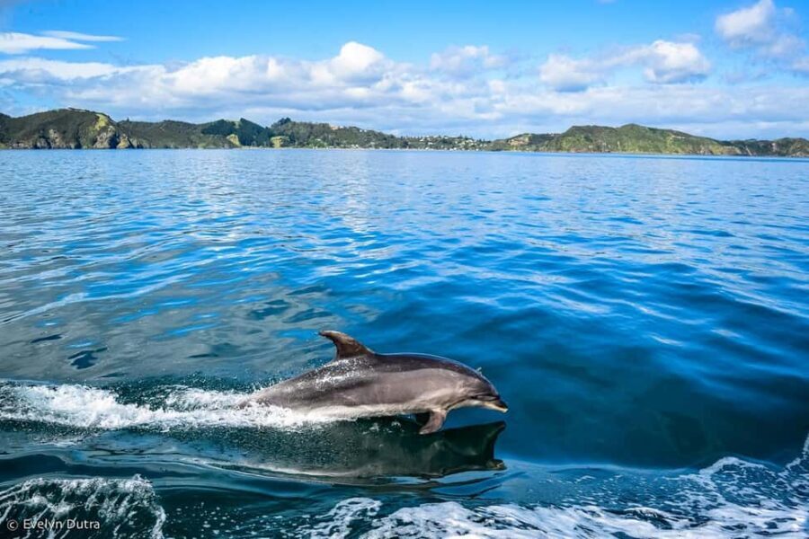 Dolphin Island Full-Day Boat Trip from Side, Turkey - How the Side-to-Dolphin-Island day really runs