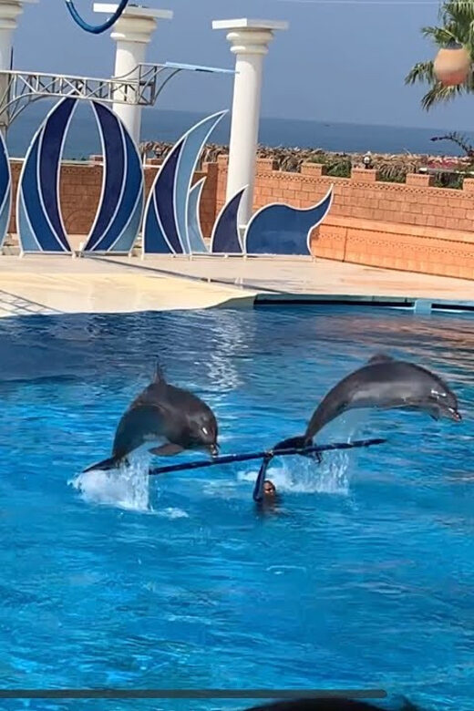 Dolphin Park Entry with Live Show and Pickup - Key things worth knowing before you go