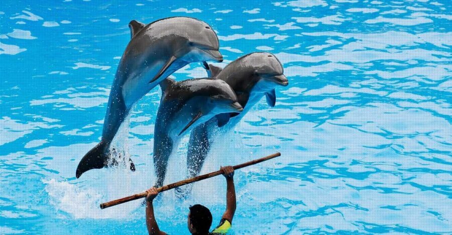 Dolphin Park Entry with Live Show and Pickup - From your hotel to the park: how this fits into your day