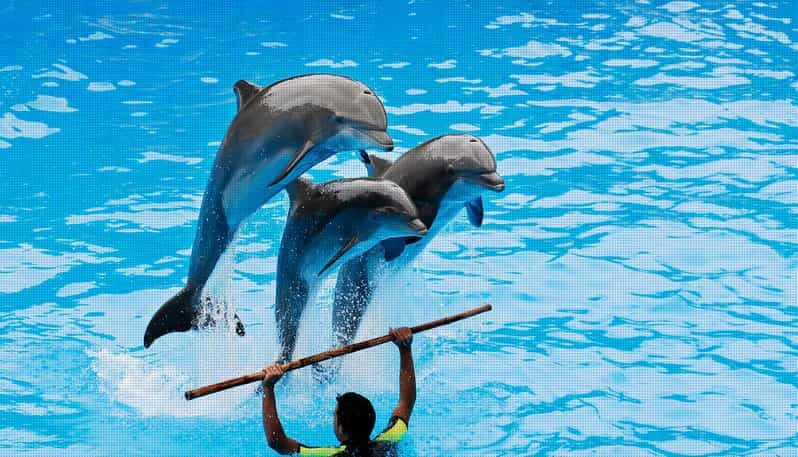 Dolphin Park Entry with Live Show and Pickup - What happens inside: the dolphin and sea lion live show