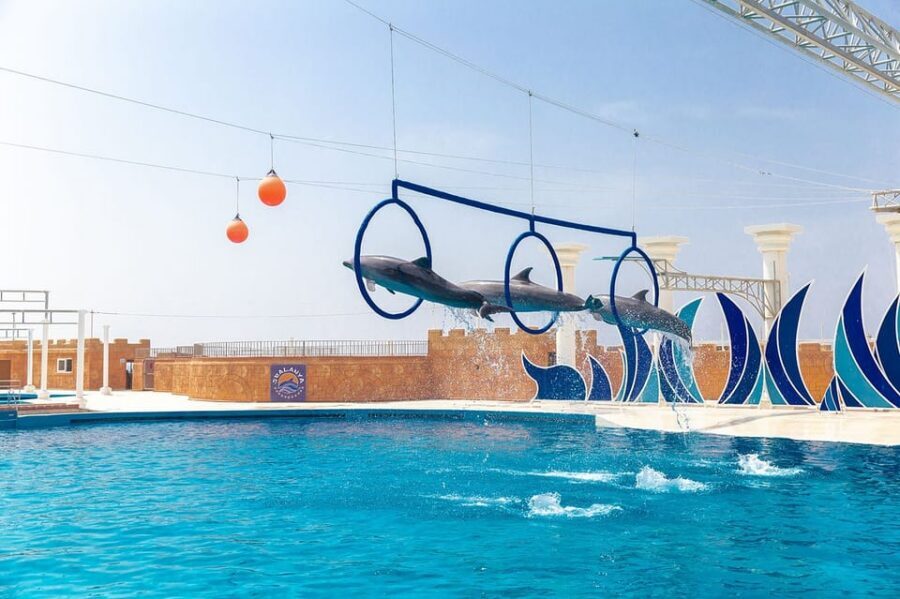 Dolphin Park Entry with Live Show and Pickup - Optional swimming with dolphins: cost, time, and age limits