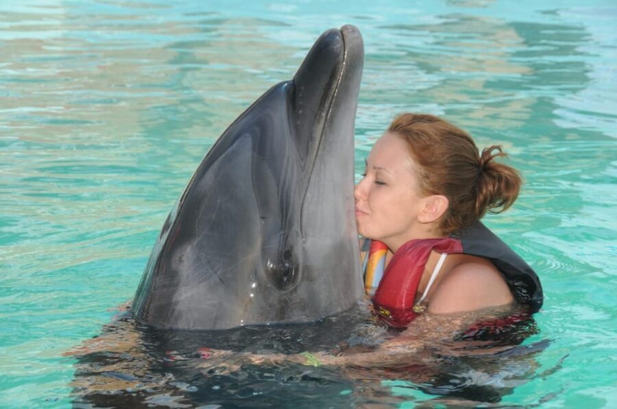 Dolphin Park Entry with Live Show and Pickup - Price and value: what you’re really paying for at $57