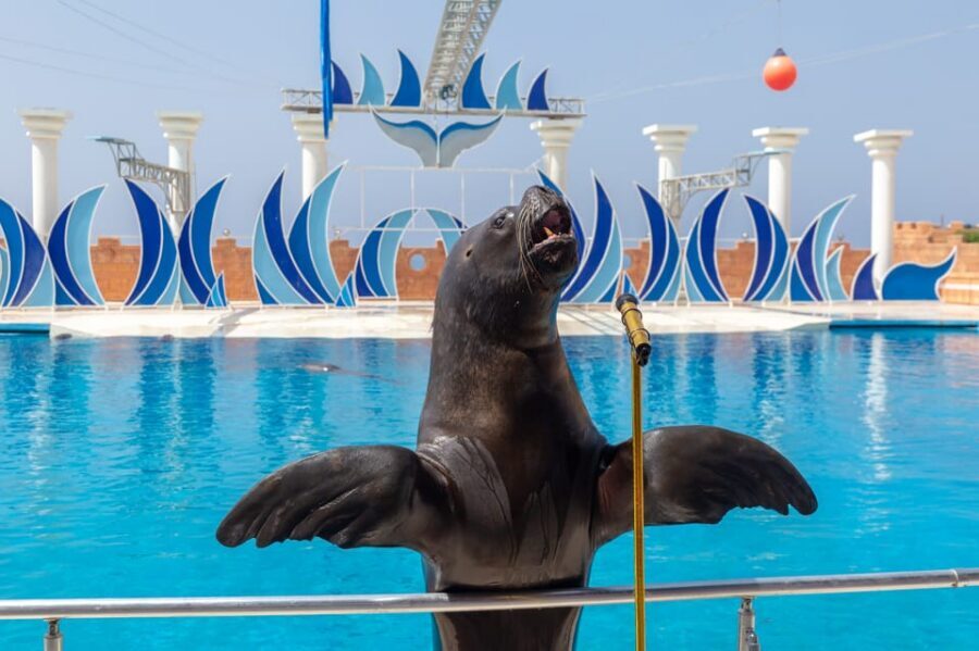 Dolphin Park Entry with Live Show and Pickup - Where this trip makes sense (and where it might not)