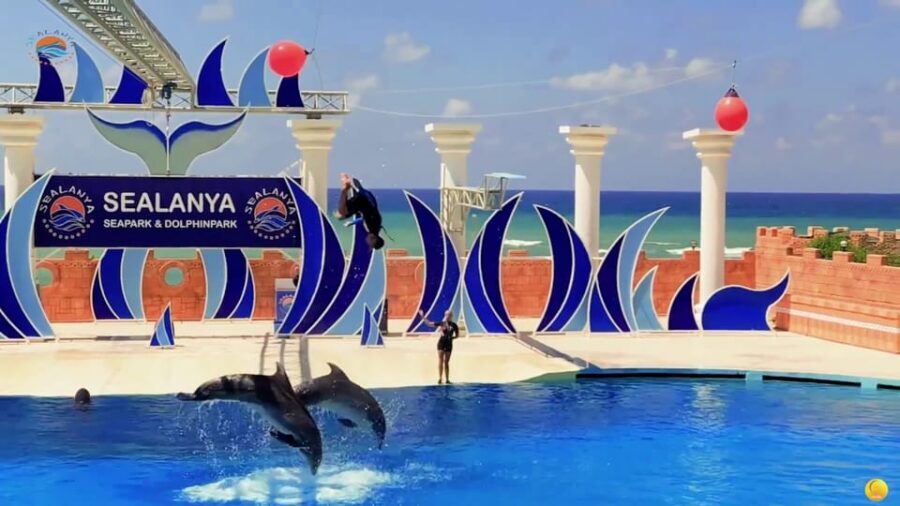 Dolphin Park Entry with Live Show and Pickup - Hotel pickup and skip-the-line entry (the part that saves your nerves)