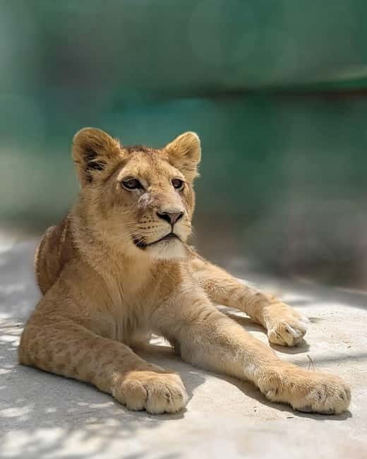 From Alanya: Lion Safari & Green Canyon Splash Feast w/Lunch - Lion Safari & Green Canyon Splash Feast: the vibe and who it suits