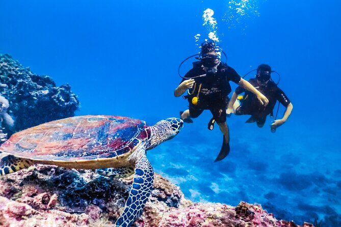 From Side, Alanya: Scuba Diving With 2 Time Dive & Lunch - Snorkeling for Non-Scuba Participants: Sea Time Without the Gear Swap Stress