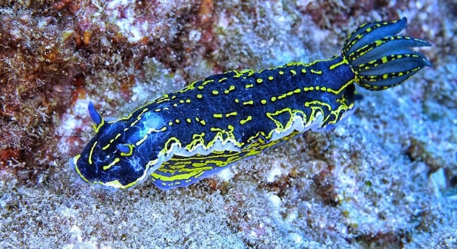 From Side: Guided Scuba Diving in Alanya w/ Lunch & Transfer - Key points to know before you go