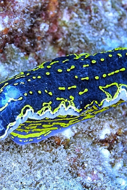 From Side: Guided Scuba Diving in Alanya w/ Lunch & Transfer - Your underwater time at 5 to 12 meters: marine life you can actually see