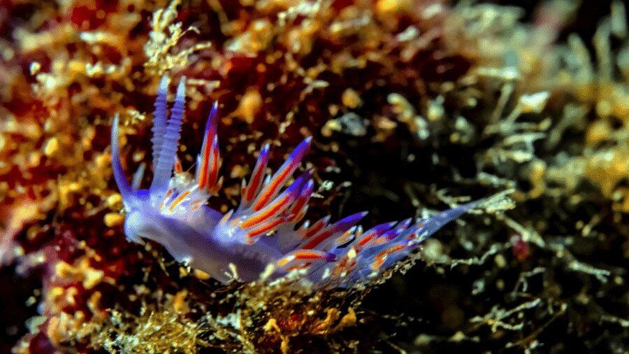 From Side: Guided Scuba Diving in Alanya w/ Lunch & Transfer - Photos, equipment, and what costs extra
