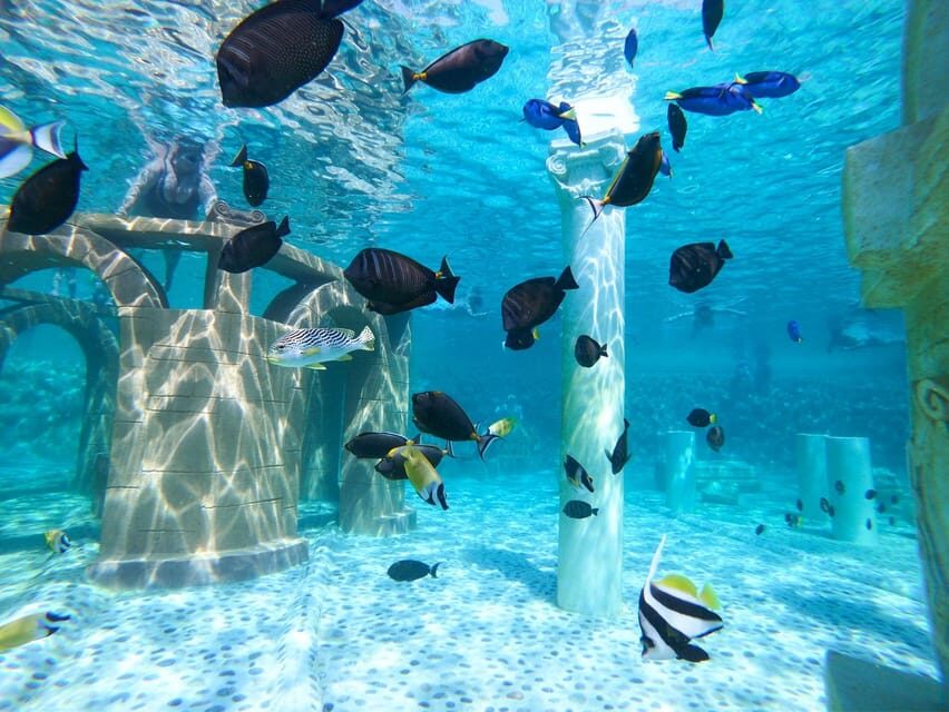 Seapark: Swimming in Pool Aquarium with Authentic Creatures - Rays Pool From the Tropical Beach: Touching and Feeding in a Controlled Setting