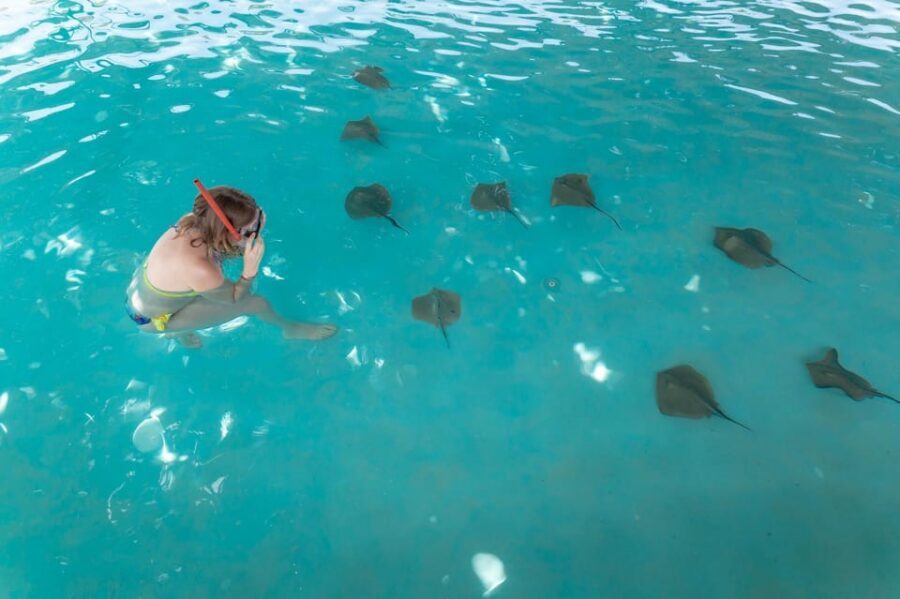 Seapark: Swimming in Pool Aquarium with Authentic Creatures - Shark Pool: The Adrenaline Option Is Cage Snorkeling (Not an Up-Close Free-for-All)