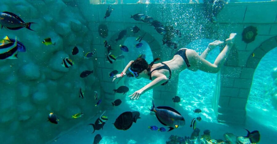 Seapark: Swimming in Pool Aquarium with Authentic Creatures - Price and Logistics: Does $142 Make Sense for You